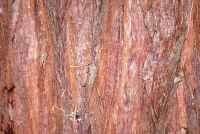 Sequoiadendron giganteum - sekvojovec obrovský - borka